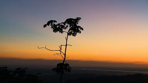 Lone Tree in Front of Sunrise Stock Footage 110277756
