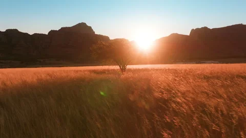 Lone Tree in Golden Grass Field at Sunset with Mountain Silhouettes. Stock Footage 337913229