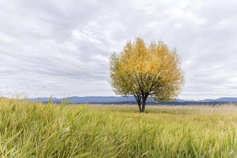 Lone tree in grassy field. Фото