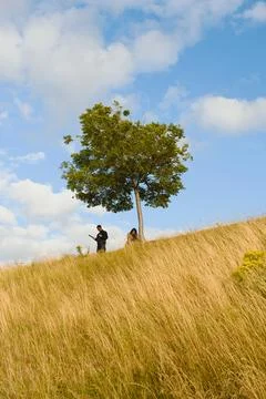 Lone tree on grassy hillside with two people beneath bright summer sky Stock Photos