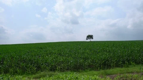 Lone tree on green corn field,element for enviroment and agriculture Stock Footage 80010409