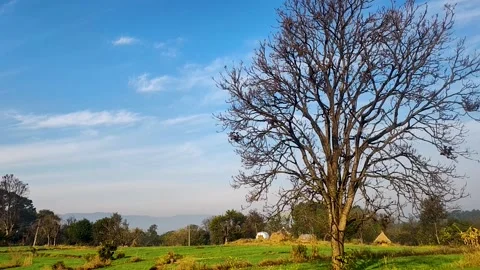 Lone Tree in Green Field Under Clear Blue Sky – Peaceful Rural Landscape Stock Footage 327465921