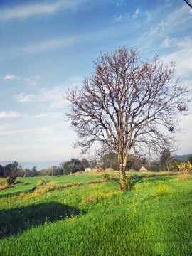 Lone Tree in Green Field Under Clear Blue Sky – Peaceful Rural Landscape Stock Photos