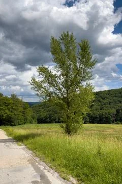 Lone Tree in Green Meadow Fotos Stock
