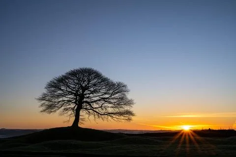 Lone tree on Grindon Moor, Staffordshire, White Peak, Peak District. Stock Photos