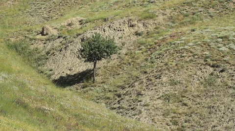 Lone tree growing in the gorge at day Stock Footage 51573477