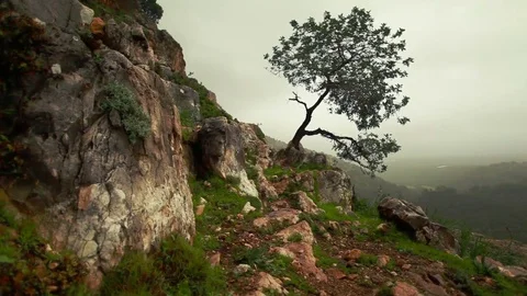Lone tree growing out of mountainside Video stock 74081428