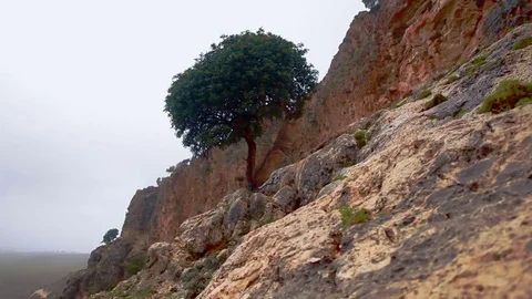 Lone tree growing out of mountainside Video stock 74081483