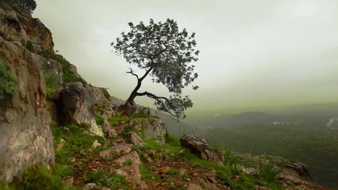 Lone tree growing out of mountainside Stock Footage 74081505