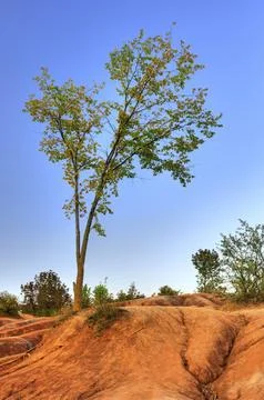 Lone tree growing on red eroded clay soil. Cheltenham Badlands Ontario Canada Stock Photos