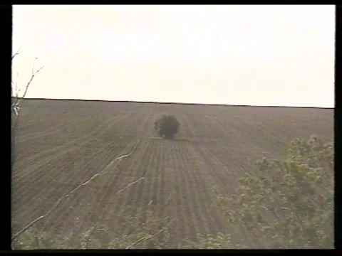 Lone Tree Growing In Sunflower Field Stock Footage 336300937