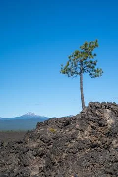 Lone tree grows out of the lava flow in Newberry Volcano National Monument, M Stock Photos