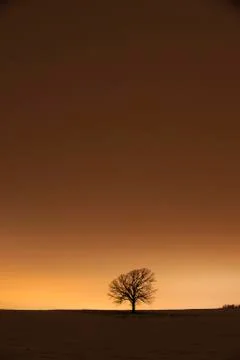 Lone tree haze Stock Photos
