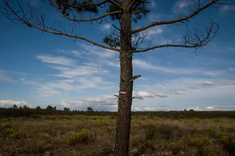 Lone tree with hiking marks 스톡 사진