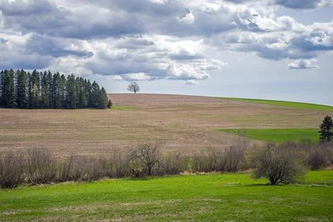Lone Tree on a hill 5188 Stock Photos