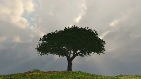Lone tree on hill Stock Footage 138118492