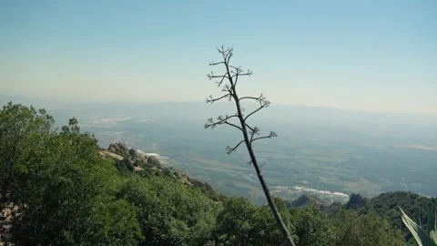 Lone tree on hill overlooking valley Video stock 274918990