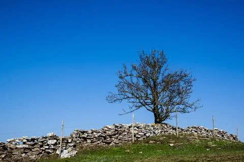 Lone tree at a hill Stock Photos