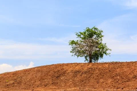 Lone tree on hill Stock Photos
