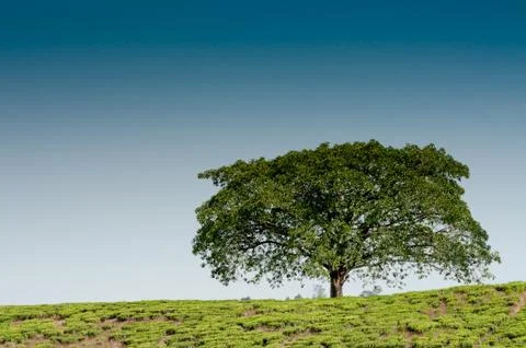 Lone tree on the hill Stock Photos