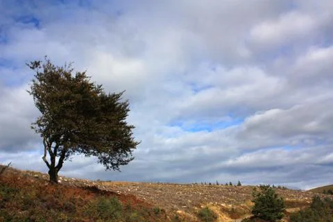 Lone tree on a hill Stock Photos