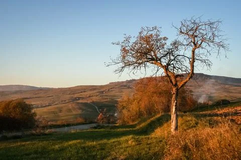 Lone tree on a hill Stock Photos