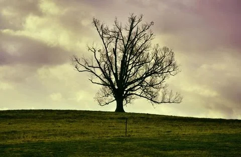 Lone Tree on a Hill 写真素材