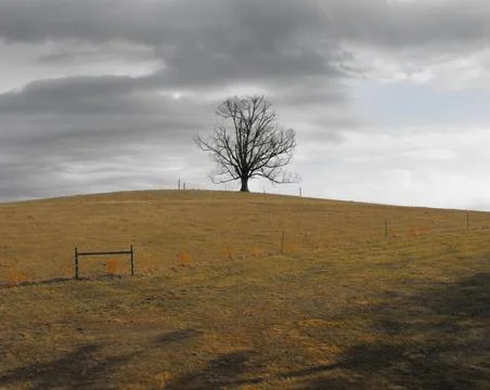 Lone Tree on a Hill Stock Photos