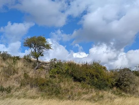 Lone Tree on a Hillside Under a Dynamic Sky in Denmark Stock Photos
