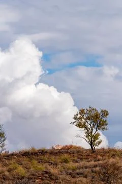 Lone Tree on Hilltop Against Dramatic Sky Stock-Fotos