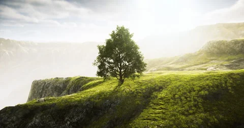 Lone tree on a hilltop under soft sunlight in a tranquil landscape setting Stock Footage 306533115