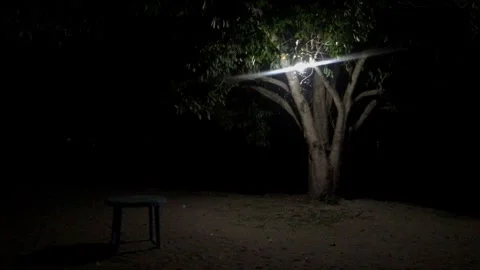 A lone tree illuminated by a bright light at night with a small stool nearby Stock Footage 336380901