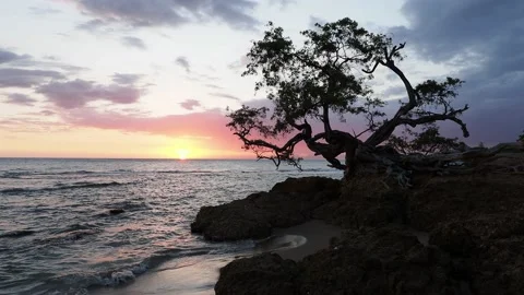 Lone Tree by the Jack Sprat Beach at sunset in Treasure Beach, Jamaica Stock Footage 139012207