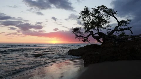 Lone Tree by the Jack Sprat Beach at sunset in Treasure Beach, Jamaica Stockbeeldmateriaal 139012266