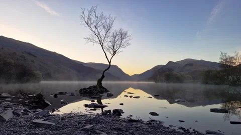 Lone Tree on Lake Llyn Padarn in Snowdonia National Park, Wales, UK in 2023. Stock Footage 238609312