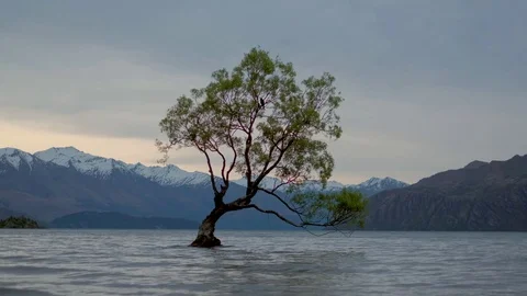 Lone tree of Lake Wanaka Stock Footage 83117948