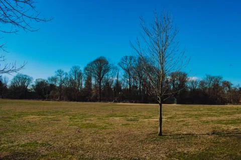 A Lone Tree In a Large Field With a Group of Trees Behind It Stock Photos