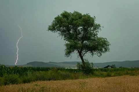 Lone tree with lightning bolt in the background Stock Photos