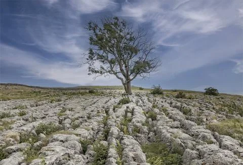 Lone tree on a limestone pavement Stock Photos