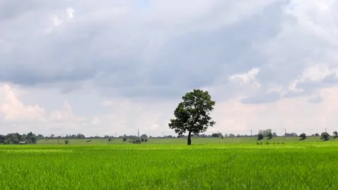 Lone Tree in a Lush Green Paddy Field Under a Cloudy Sky Stock Footage 344836516