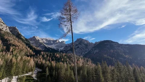 Lone Tree in Majestic Mountains Stock Footage 293044511