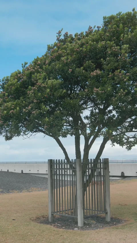 Lone tree on the Marine Parade, Napier, New Zealand 스톡 동영상 332967388