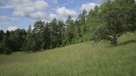 Lone tree in a Meadow Stock Footage 69125497