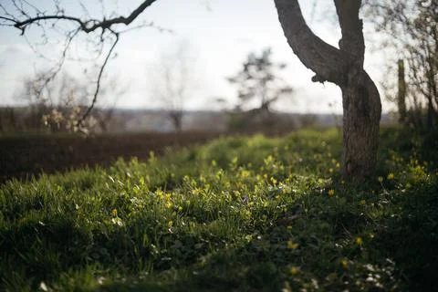 Lone tree in the middle of a field in the forest Stock Photos