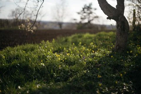 Lone tree in the middle of a field in the forest Stock Photos
