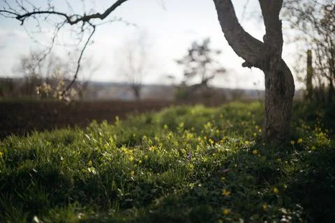 Lone tree in the middle of a field in the forest Stock Photos