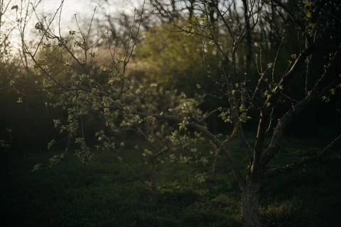 Lone tree in the middle of a field in the forest Stock Photos