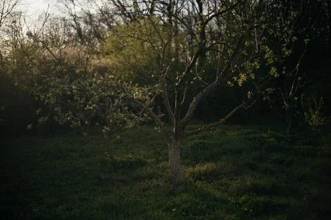 Lone tree in the middle of a field in the forest Foto stock
