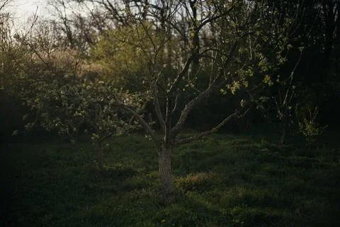 Lone tree in the middle of a field in the forest Stock Photos