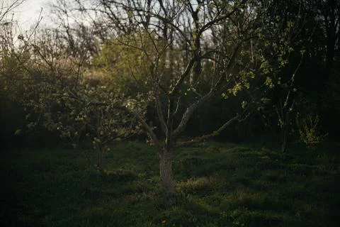 Lone tree in the middle of a field in the forest Stock Photos
